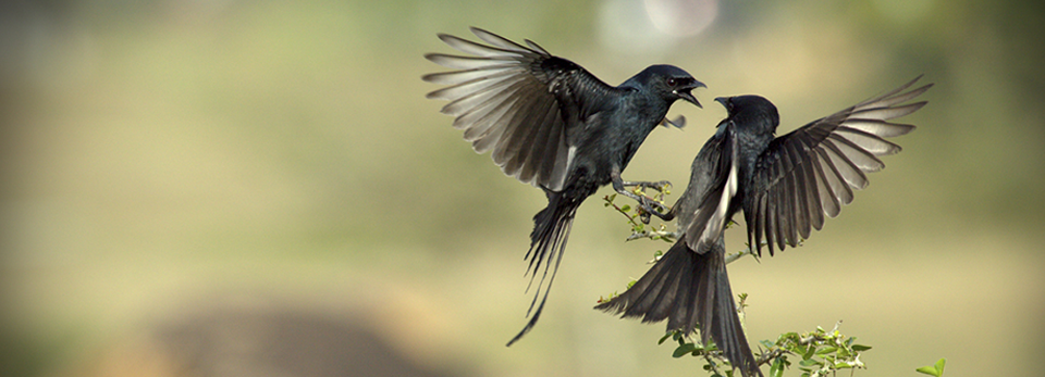 在线电话呼死你